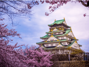 Osaka Castle in full cherry blossom season